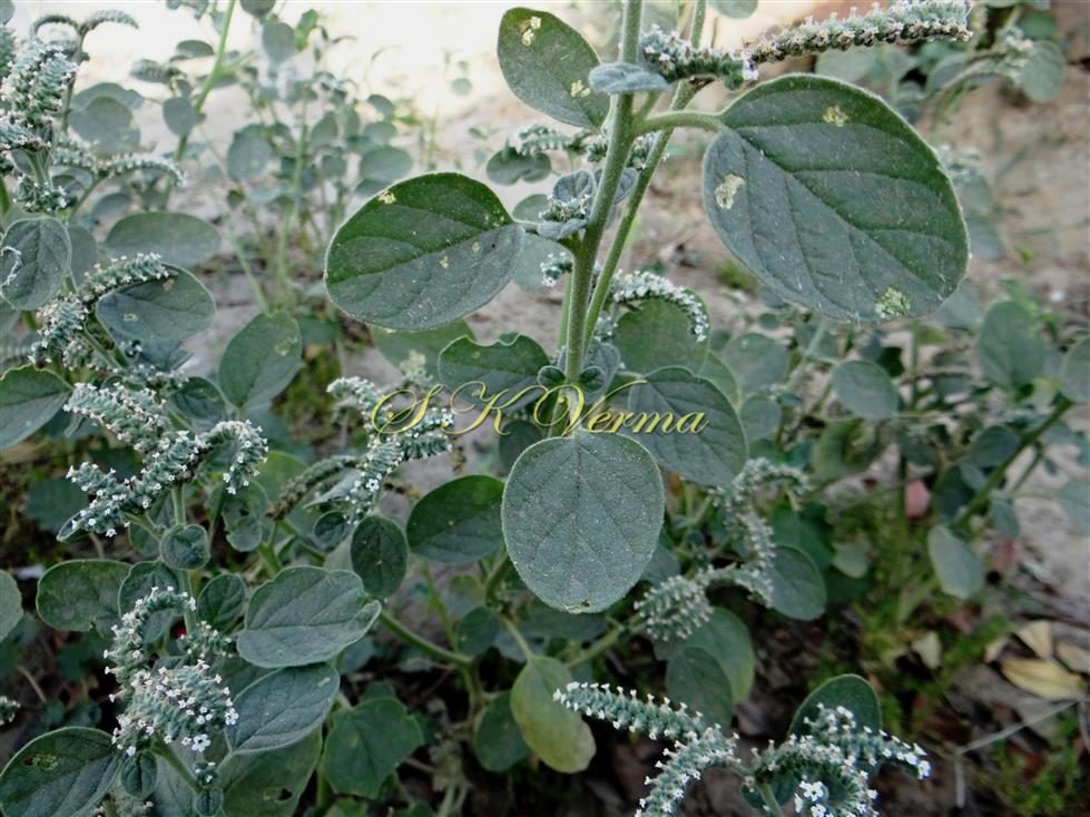  Flowering shoot-Leaves with adaxial view